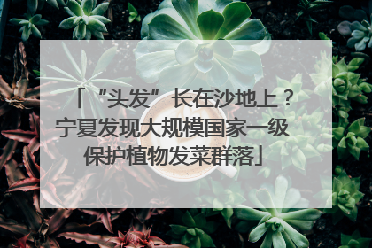 “头发”长在沙地上？宁夏发现大规模国家一级保护植物发菜群落