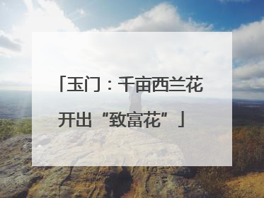 玉门：千亩西兰花开出“致富花”