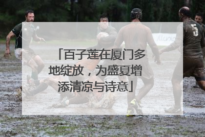 百子莲在厦门多地绽放，为盛夏增添清凉与诗意