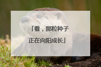 看，那粒种子正在向阳成长