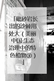 砒砂岩长出的沙棘用处大（美丽中国·生态治理中的特色植物③）