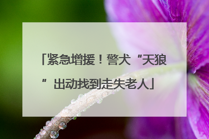 紧急增援！警犬“天狼”出动找到走失老人