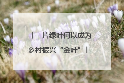 一片绿叶何以成为乡村振兴“金叶”
