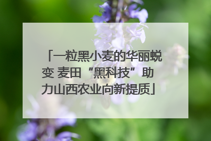 一粒黑小麦的华丽蜕变 麦田“黑科技”助力山西农业向新提质