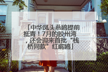 中华凤头燕鸥提前抵青！7月的胶州湾，还会迎来首批“栈桥同款”红嘴鸥