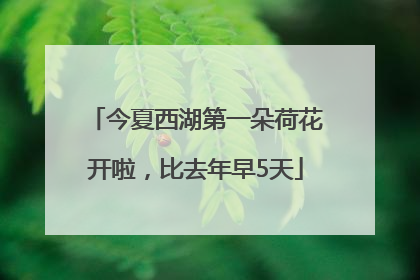 今夏西湖第一朵荷花开啦，比去年早5天