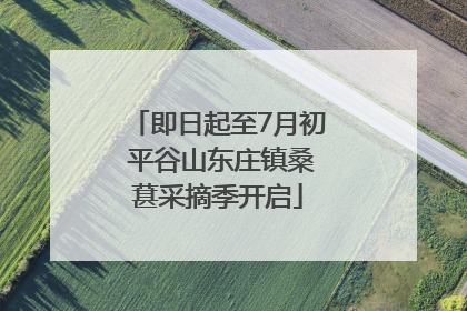 即日起至7月初 平谷山东庄镇桑葚采摘季开启