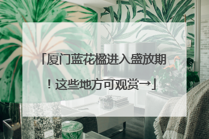 厦门蓝花楹进入盛放期！这些地方可观赏→