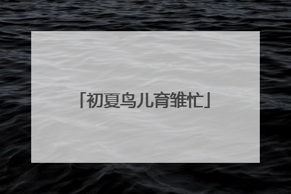 初夏鸟儿育雏忙