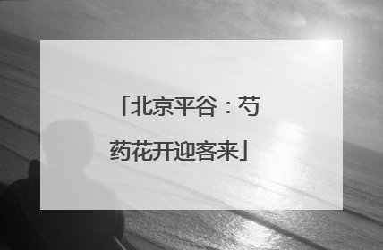 北京平谷：芍药花开迎客来