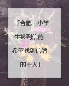 合肥一小学生捡到信鸽 希望找到信鸽的主人