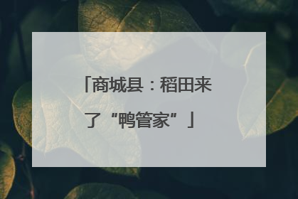 商城县：稻田来了“鸭管家”