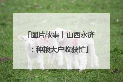 图片故事丨山西永济：种粮大户收获忙