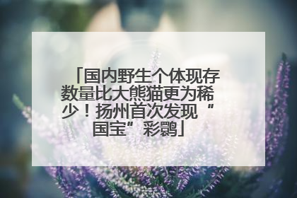 国内野生个体现存数量比大熊猫更为稀少！扬州首次发现“国宝”彩鹮