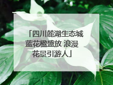 四川麓湖生态城蓝花楹盛放 浪漫花景引游人