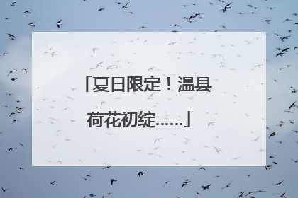 夏日限定！温县荷花初绽……