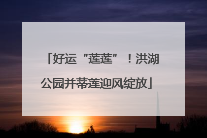 好运“莲莲”！洪湖公园并蒂莲迎风绽放
