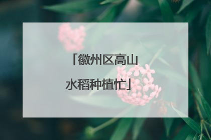 徽州区高山水稻种植忙