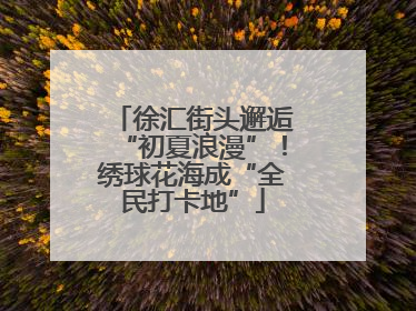 徐汇街头邂逅“初夏浪漫”！绣球花海成“全民打卡地”