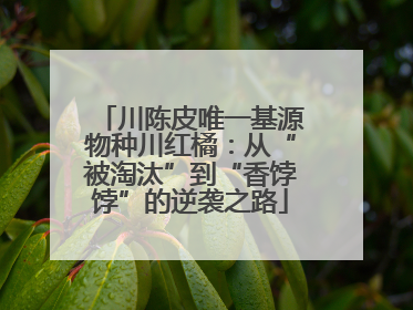 川陈皮唯一基源物种川红橘：从“被淘汰”到“香饽饽”的逆袭之路
