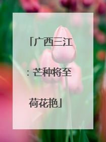 广西三江：芒种将至荷花艳