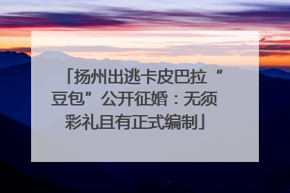 扬州出逃卡皮巴拉“豆包”公开征婚：无须彩礼且有正式编制