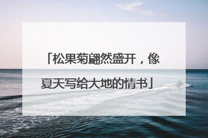 松果菊翩然盛开，像夏天写给大地的情书