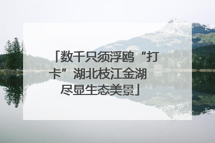 数千只须浮鸥“打卡”湖北枝江金湖 尽显生态美景