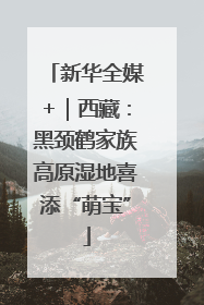 新华全媒+｜西藏：黑颈鹤家族高原湿地喜添“萌宝”