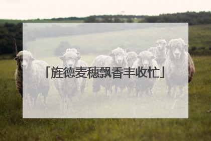 旌德麦穗飘香丰收忙