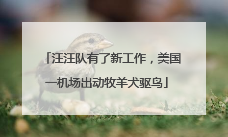 汪汪队有了新工作，美国一机场出动牧羊犬驱鸟