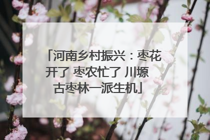 河南乡村振兴：枣花开了 枣农忙了 川塬古枣林一派生机