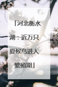 河北衡水湖：近万只夏候鸟进入繁殖期