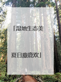 湿地生态美 夏日麋鹿欢