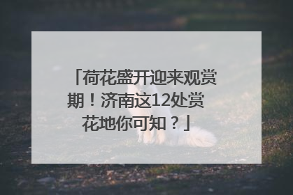 荷花盛开迎来观赏期！济南这12处赏花地你可知？