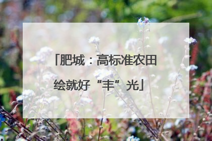 肥城：高标准农田绘就好“丰”光