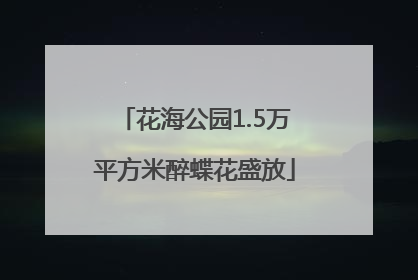 花海公园1.5万平方米醉蝶花盛放