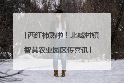 西红柿熟啦！北臧村镇智慧农业园区传喜讯