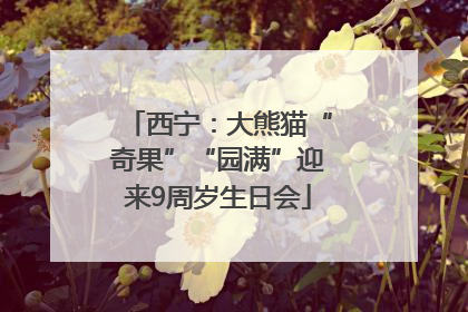 西宁：大熊猫“奇果”“园满”迎来9周岁生日会