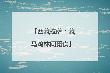 西藏拉萨：藏马鸡林间觅食