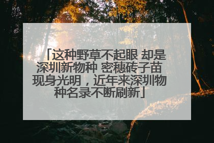 这种野草不起眼 却是深圳新物种 密穗砖子苗现身光明，近年来深圳物种名录不断刷新