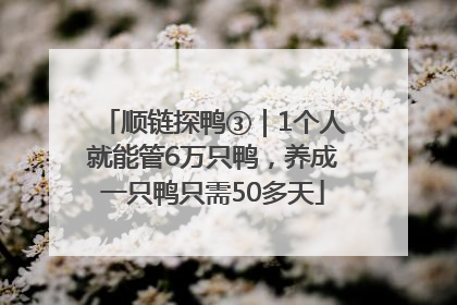 顺链探鸭③｜1个人就能管6万只鸭，养成一只鸭只需50多天