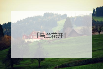马兰花开