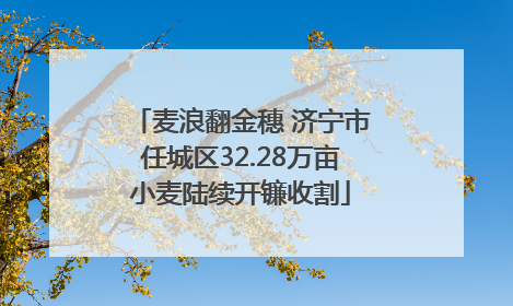 麦浪翻金穗 济宁市任城区32.28万亩小麦陆续开镰收割