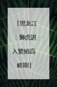 黑龙江：狮虎进入繁殖高峰期