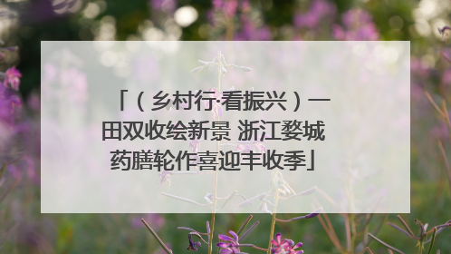 （乡村行·看振兴）一田双收绘新景 浙江婺城药膳轮作喜迎丰收季